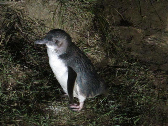 Am Pilots Beach auf Taiaroa Head kommen jeden Abend diese Zwergpinguine an Land, um ihre Jungen zu füttern und zu schlafen.