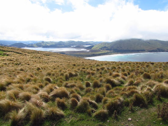 Auf der Otago Peninsula, hier mit Blick auf das Hoopers Inlet.