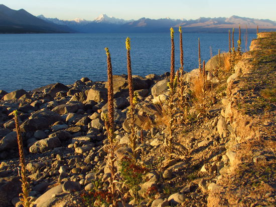 Blick von unserem Campsite am Lake Pukaki, natürlich in Richtung Mt. Cook. 