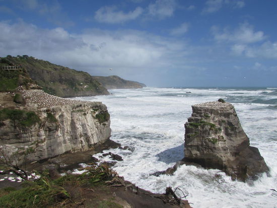 Basstölpelkolonie an der sturmumtosten Küste von Muriwai.
