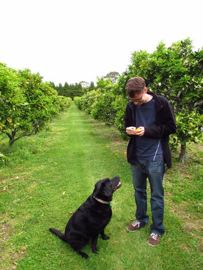Mit Hündin Stella in der Orangenplantage. Orangen findet sie super 
