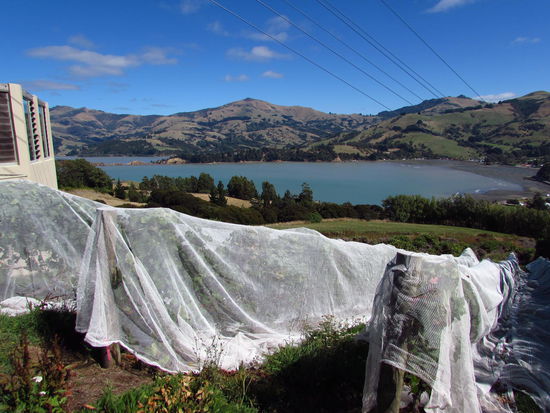 Blick über den Akaroa Harbour von unserem "Zuhause" aus. Die Weinpflanzen sind mit Netzen abgedeckt, um die Vögel fernzuhalten, die allerdings immer wieder Wege zu den süßen Trauben finden.