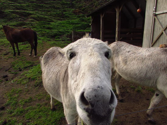 Auch die Esel der Bentley-Farm haben jeden Morgen auf ihr Heu gewartet. 