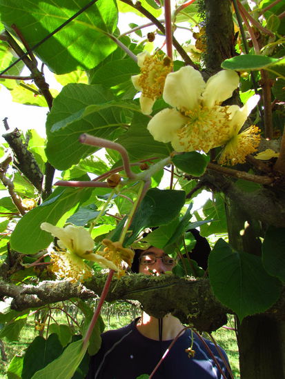 Endlich angekommen auf der Kiwifrucht-Plantage.