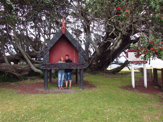 Der älteste Pohutukawa Tree der Welt, 25 m hoch und gut 40m breit.