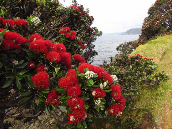 Und nochmal so ein Weihnachtsbaum der Kiwis.