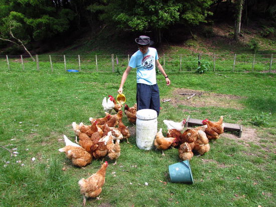 So sehen glückliche Freilandhühner aus!