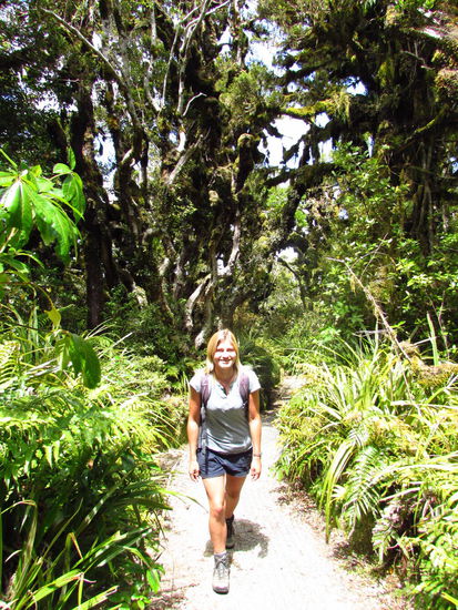 Ein richtiger Märchenwald dort im Egmont Nationalpark.