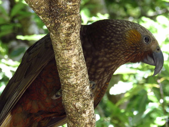 Dieser Kaka gehört zu den erfolgreich im Mt. Bruce Forest Park wieder ausgewilderten Tieren.