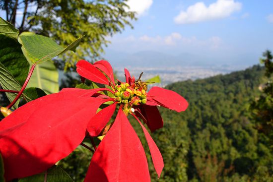 Auf dem Weg zur WPPagode