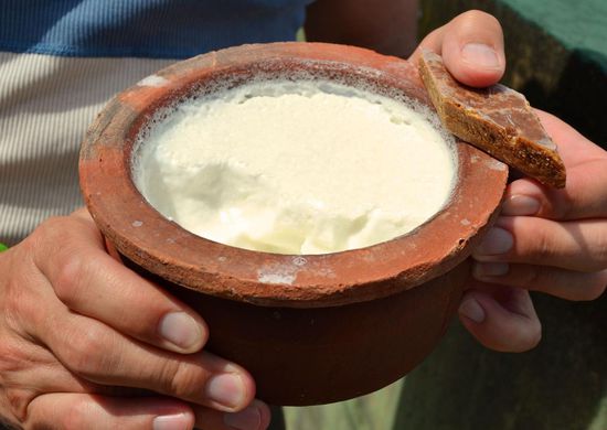 Curd ist ein leckerer Wasserbüffelyoghurt
