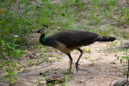Pfauen rennen hier wie bei uns die Hühner herum