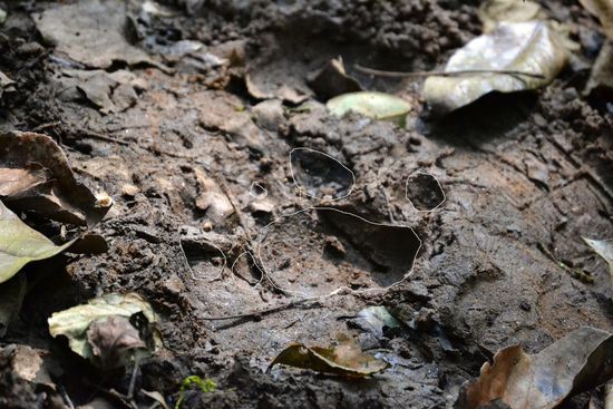 Tiegerspur....6 Tage alt.