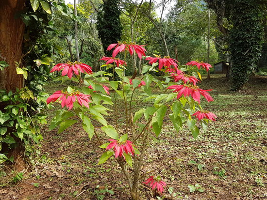 Das ist mal ein Weihnachtsstern