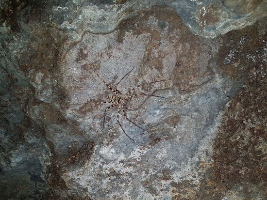 Fast zerdrückt beim festhalten....gut getarnte Höhlenspinne.