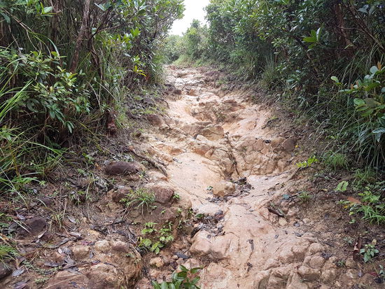 Nicht immer nur ein gefälliger Weg.