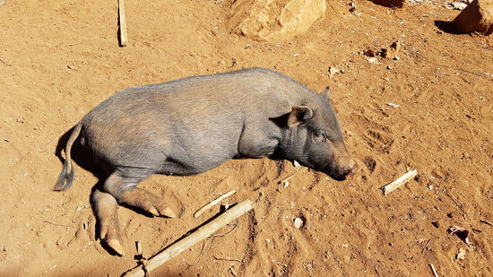In diesem Sinne, heute mal richtig SCHWEIN gehabt.... Wetter Vietnam wird Top und Tickets um da überhaupt hinzukommen gekauft... Ich freue mich auf die nächste Station.