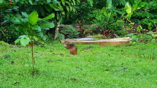 Gerne schaut mal ein Aguti vorbei