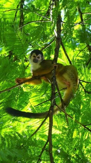 Und sowieso sind hier überall Affen