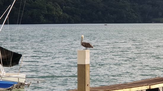 Pelikan in der Marina