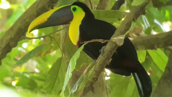 Tucan