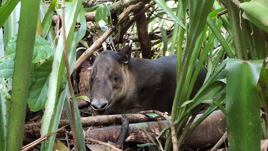 ... endlich ein Tapir!