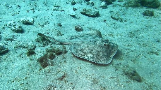 Kleiner Stachelrochen