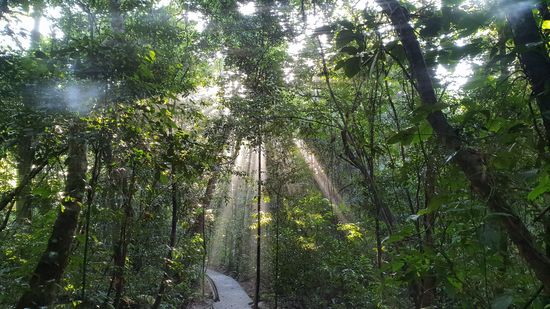 Morgendliches Lichtspiel im Dschungel