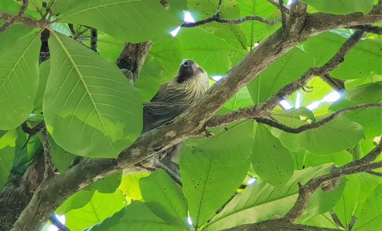 Endlich ein Faultier