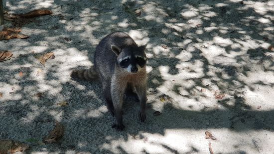 Aufdringliche Waschbären am Strand
