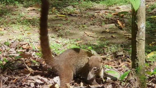 Ein panamaischer Waschbärverschnitt: Ein RACCOON