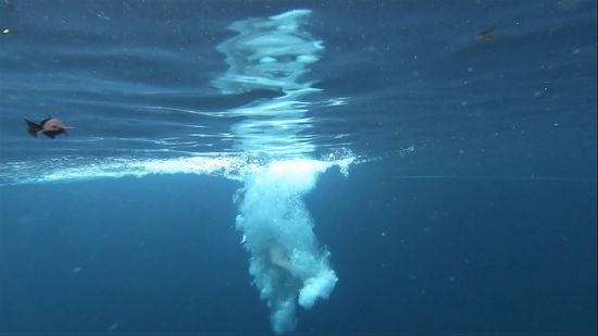 Und fast den Fisch erwischt!