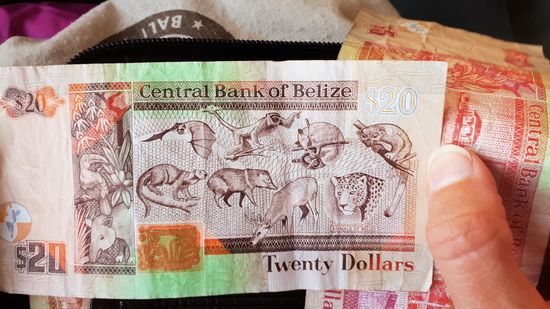 Schönes Geld mit integriertem Kindertierbuch