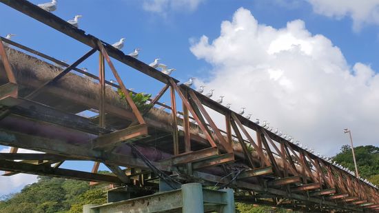 Abschied aus Livingston, die Möwen sitzen Spalier