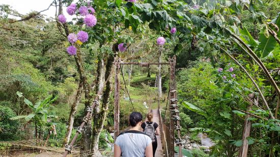 Los geht der "Three lost Waterfalls" mir einer Hängebrücke