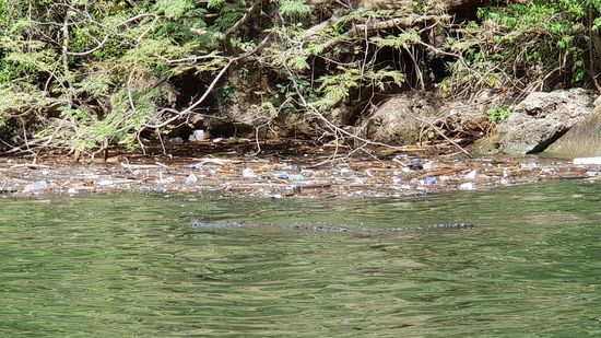 Krokodil im Müll...bitter.