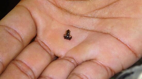 Der kleinste der Welt