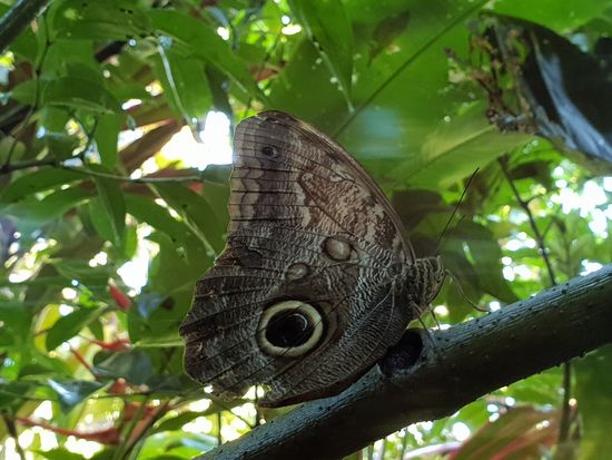 Ein fetter Schmetterling