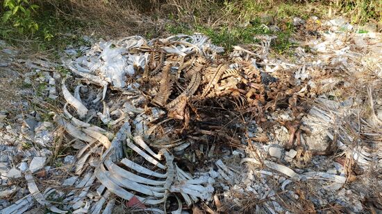 An der westlichsten Spitze von Cienfuegos haben wir nach einem Spaziergang noch einen Friedhof der Kuscheltiere gefunden. Hier hat es sowas von gestunken!