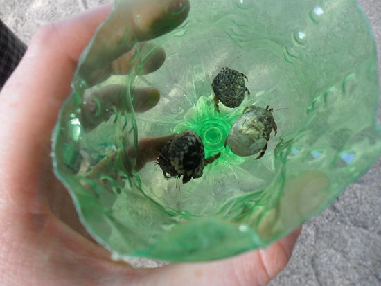 Meine dicken Racer-Krabben