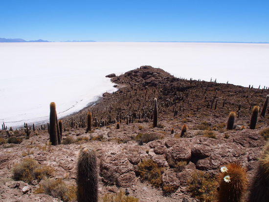 Auf der Isla Incahuasi