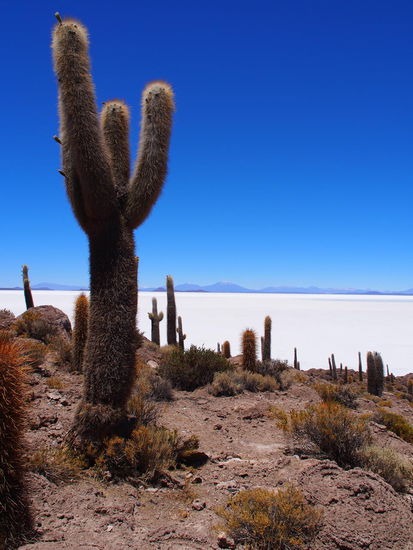 Kakteen auf Isla Incahuasi