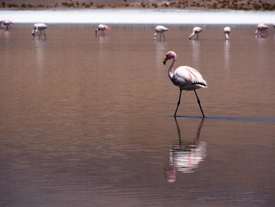 James-Flamingos in der Laguna Cañapa