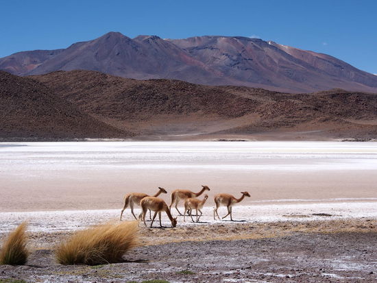 Vicuñas