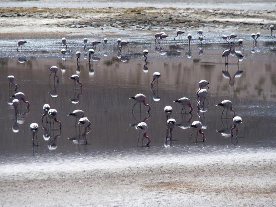 Andenflamingos