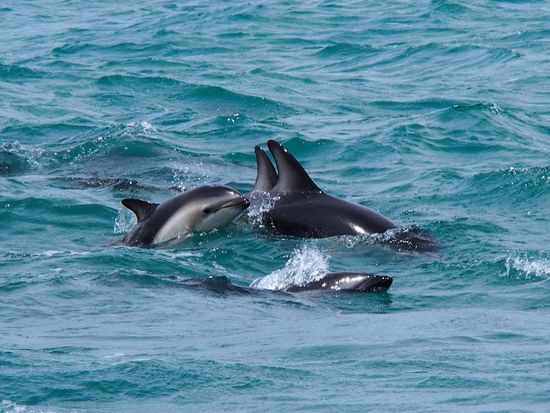 Delfine bei Kaikoura