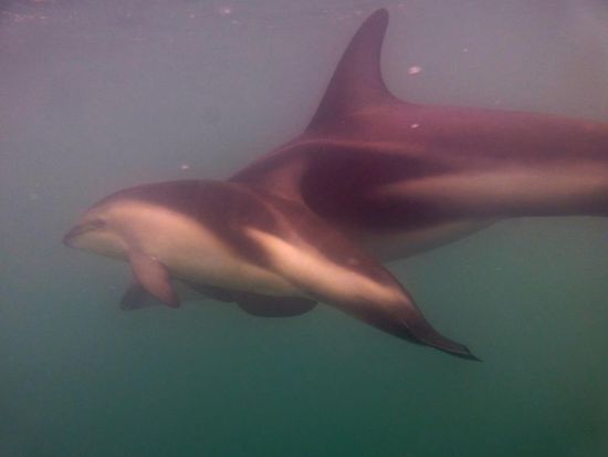 Beim Schnorcheln mit den Dusky Dolphins