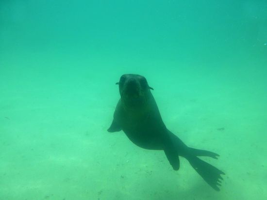 Dieser fand meine Kamera ganz interessant... 