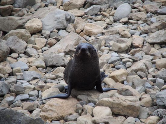 Neuseeländischer Seebär