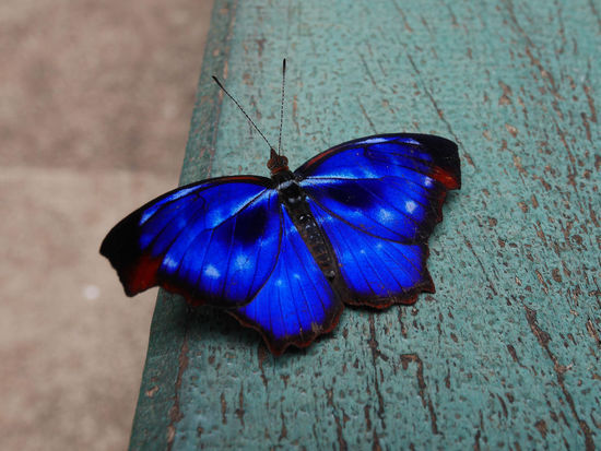 Einer von vielen Schmetterlingen